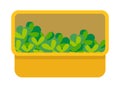 Vector flat box of lettuce. Organic vegetables small bushes with green leaves in a yellow box