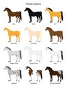 Vector flat cartoon collection set of different horse colors on white background Royalty Free Stock Photo