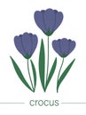 Vector flat crocus illustration. Cute spring flowers