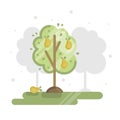 Vector flat illustration with garden background, orchard, pear tree and ripe pears. Royalty Free Stock Photo