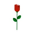 Vector flat flower icon. Vector rose illustration, flat style. Red rose with green leaves isolated on white background