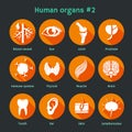 Vector flat icons with human organs and systems