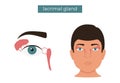 Anatomy of the lacrimal gland