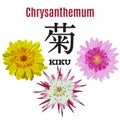 Vector flat illustration of Chrysanthemum, symbol of Japan