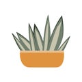 Vector flat illustration. Ornamental house plants in pots