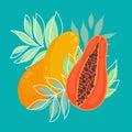 Vector flat illustration with papaya, mango and foliage on a turquoise background. Postcard with tropical juicy fruits. Card with