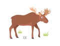 Vector flat illustration of wild forest animal, elk. Illustration isolated Royalty Free Stock Photo