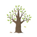 Vector flat oak tree Royalty Free Stock Photo