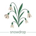 Vector flat snowdrop illustration. Cute spring flowers. First blooming plants. Royalty Free Stock Photo