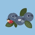 Vector flat style with forest element and ladybird. Ornamental, tradition with blueberries, ladybird, leaf, Royalty Free Stock Photo