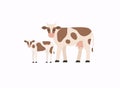 Vector flat style illustration of cow and calf