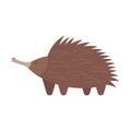 Vector flat style illustration of echidna.