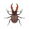 Vector flat style illustration of stag beetle. Royalty Free Stock Photo