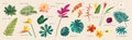 Vector flat style tropical leaves and flowers with names on beige background. Monstera, strelitzia, heliconia, hibiscus, areca