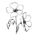 Vector Flax floral botanical flowers. Black and white engraved ink art. Isolated flax illustration element.