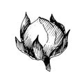 Vector Flax floral botanical flowers. Black and white engraved ink art. Isolated flax illustration element.