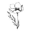 Vector Flax floral botanical flowers. Black and white engraved ink art. Isolated flax illustration element.