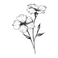 Vector Flax floral botanical flowers. Black and white engraved ink art. Isolated flax illustration element.