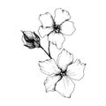 Vector Flax floral botanical flowers. Black and white engraved ink art. Isolated flax illustration element.