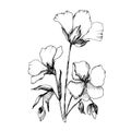 Vector Flax floral botanical flowers. Black and white engraved ink art. Isolated flax illustration element.