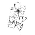 Vector Flax floral botanical flowers. Black and white engraved ink art. Isolated flax illustration element.