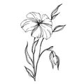 Vector Flax floral botanical flowers. Black and white engraved ink art. Isolated flax illustration element.