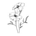 Vector Flax floral botanical flowers. Black and white engraved ink art. Isolated flax illustration element.