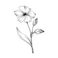 Vector Flax floral botanical flowers. Black and white engraved ink art. Isolated flax illustration element.