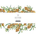 Vector floral background with sea buckthorn branches in sketch s
