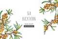 Vector floral background with sea buckthorn branches in sketch s