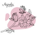 Vector. Floral botany collection sketch. Magnolia flower drawings. Hand drawn botanical illustrations. Vector.