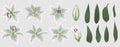 Vector floral bouquet design: set of tender white lily flowers,