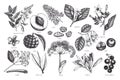Vector floral collection. Vintage Hand drawn Perfumery and cosmetics ingredients set. Aromatic and medicinal plant. Royalty Free Stock Photo