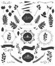 Vector floral design elements, branches, leaves, ribbons, swirls and frames.