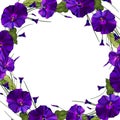 Vector floral frame with flowers violet bindweed Royalty Free Stock Photo