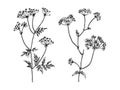 Wild and herbs plants set. Botanical hand drawn sketch. Spring flowers. Vector design. Can use for greeting cards