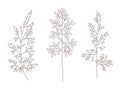 Wild and herbs plants set. Outline botanical hand drawn illustration. Spring flowers. Vector design. Can use for