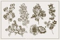 Wild and herbs plants set. Botanical hand drawn sketch. Spring garden flowers, branch with berries. Vector design. Can