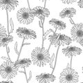 Vector floral seamless pattern. Black and white background with hand drawn sketched chamomile flowers.