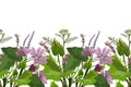 Vector floral seamless pattern, border. Horizontal panoramic design with mallow, yarrow and hyssop isolated on a white