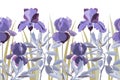 Vector floral seamless pattern, border. Horizontal panoramic illustration with lilac iris flowers. Royalty Free Stock Photo