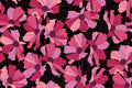 316_Cosmos-flowers-pattern Royalty Free Stock Photo