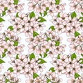 Seamless pattern with pink spring apple flowers. Royalty Free Stock Photo