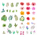 Vector floral set. Colorful collection with leafs