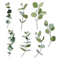 Vector floral set of eucalyptus branches with leaves and seeds. Hand painted nature elements isolated on white Royalty Free Stock Photo