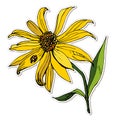 Vector floral sticker, yellow Jerusalem artichoke flower, close-up, hand-drawn, cartoon style, isolated on white background,