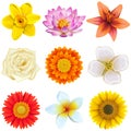 Vector Flower Icons Set 2 Royalty Free Stock Photo