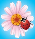 vector flower and ladybird Royalty Free Stock Photo