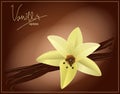 Vector flower and vanilla pods