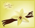 Vector flower and vanilla pods